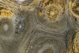 Polished Fossil Coral (Actinocyathus) - Morocco #100644-1